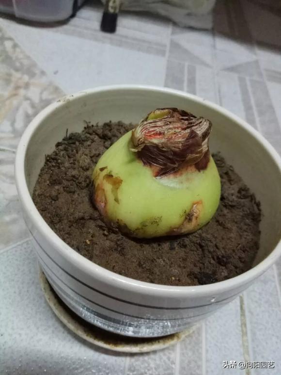 5块钱就想买到进口朱顶红？买三个还送一个？小心被骗！