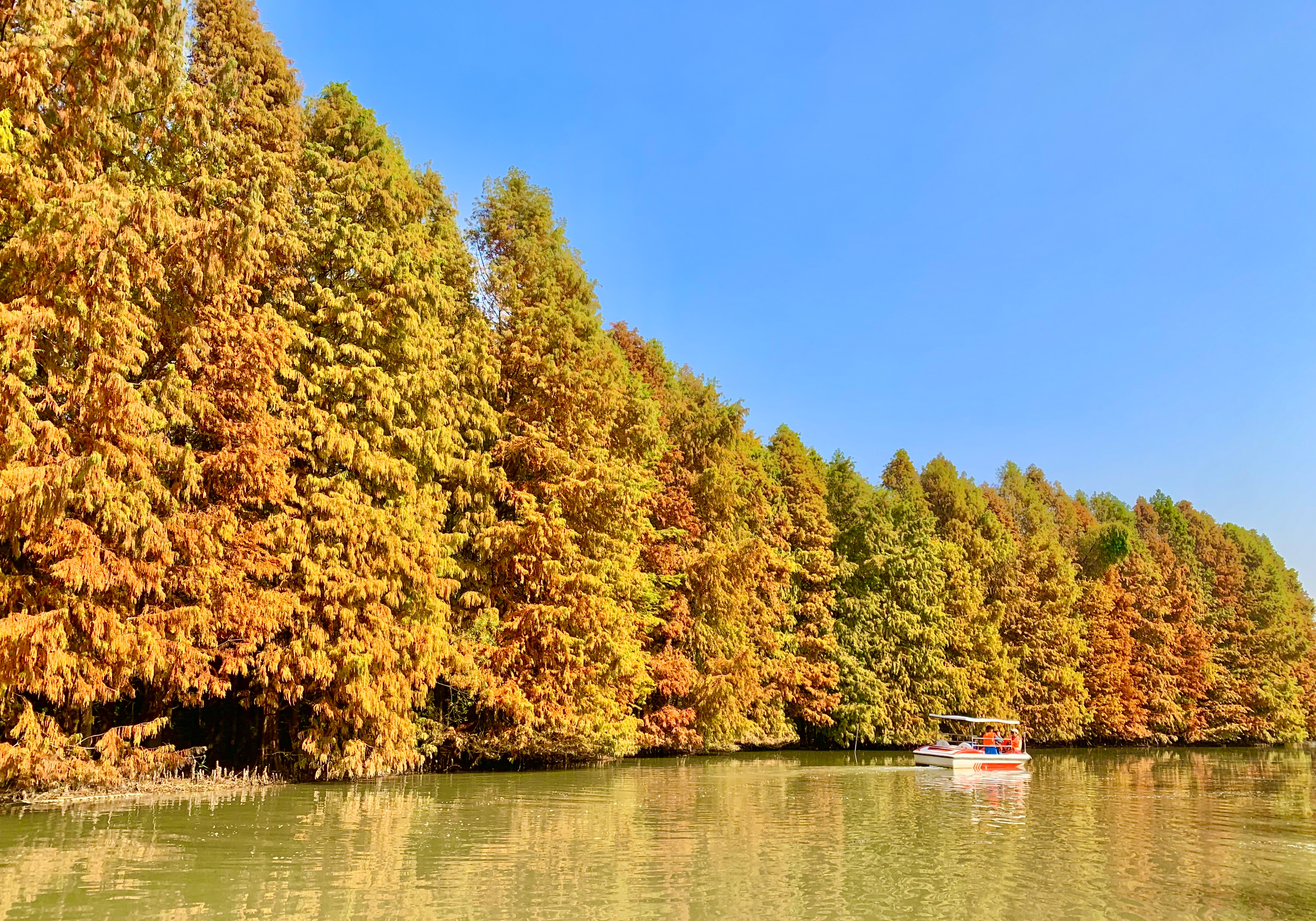 上海海湾国家森林公园观鸟,秋天带宠物看红叶