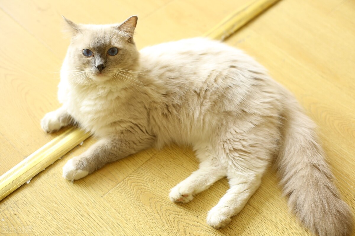 养猫知识猫咪泪痕擦不掉怎么办,养猫知识猫咪品种大全