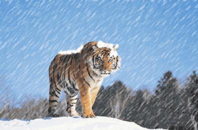 猛虎行│山西老虎的前世今生