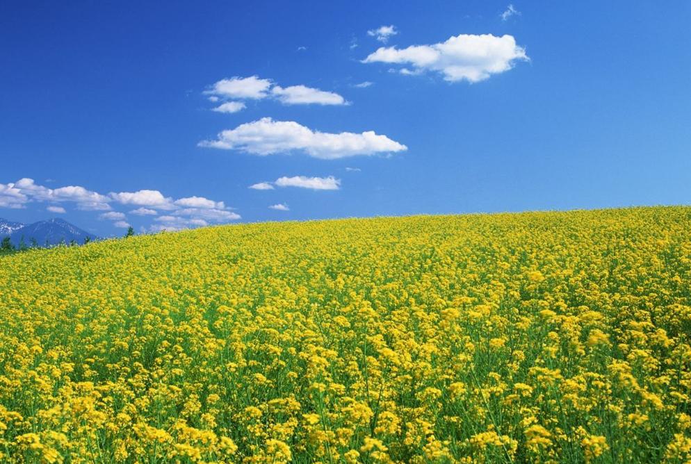 古诗词打分,古诗词评选标准