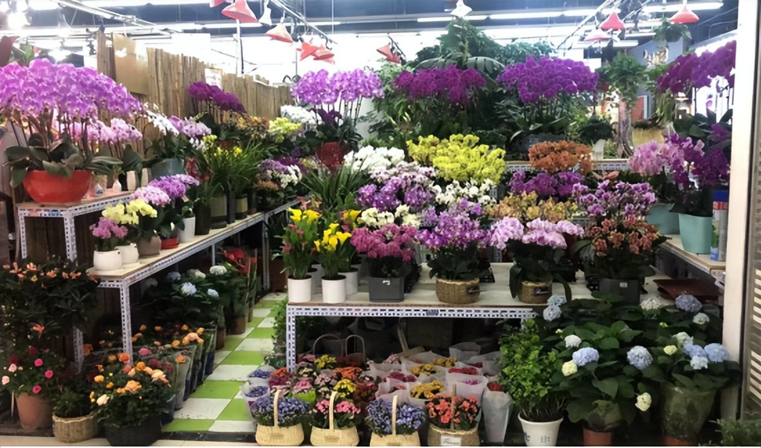 保姆级购物攻略,花市潜规则大揭秘教你怎么买花