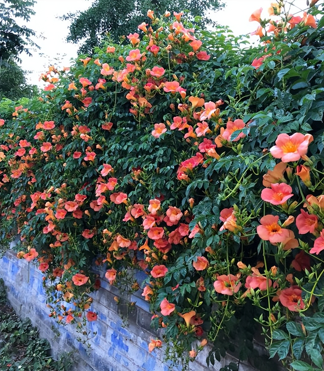 什么花做花墙最好种植,打造花园阳台推荐养什么花