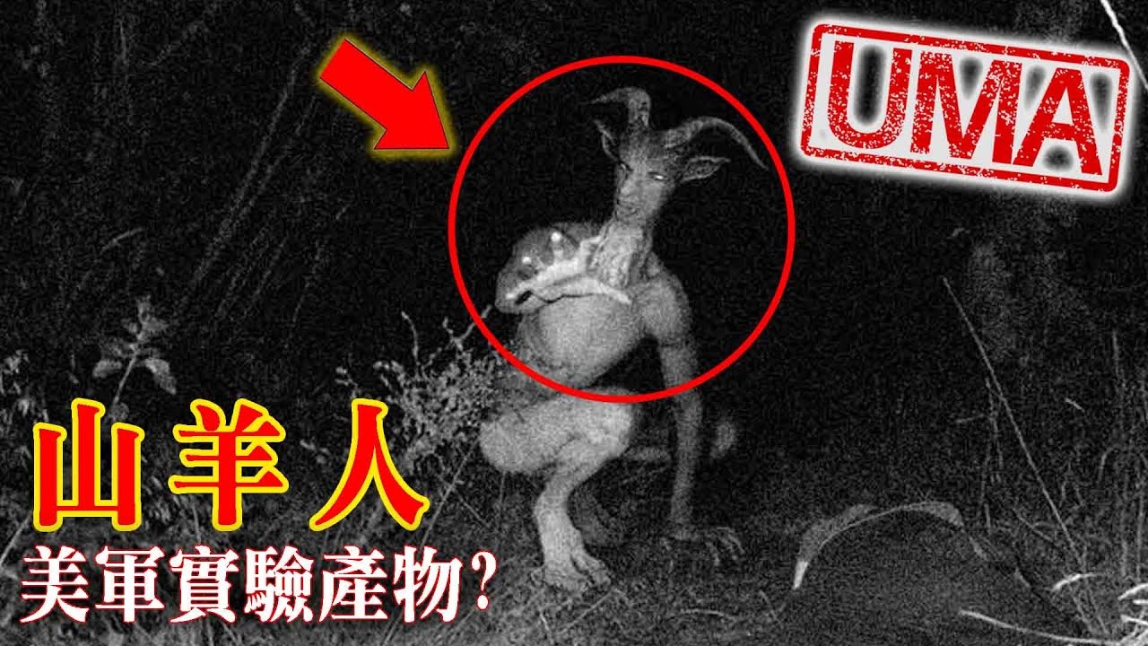 日本农场黑羊学人类行走真相,一个黑羊把母鸡引到房子里吃掉