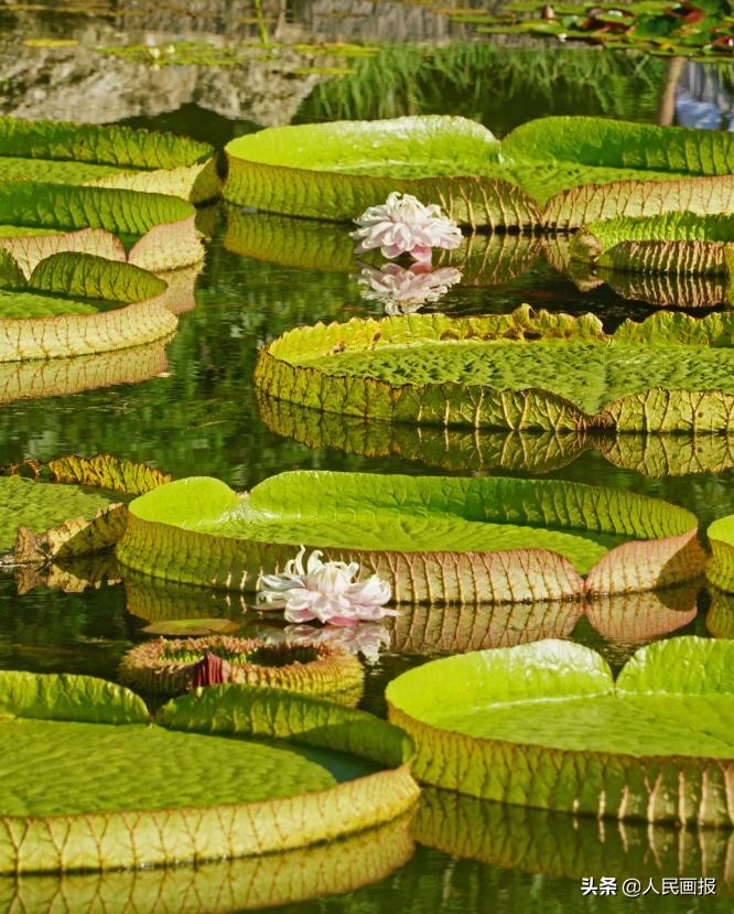 西双版纳中科院热带植物园王莲,在国家植物园畅游自然和古韵