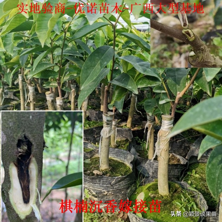 海南合适种什么品种奇楠沉香,山地种植什么奇楠沉香品种好