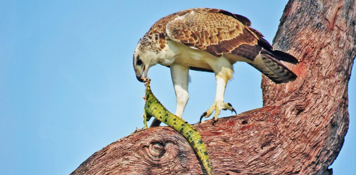 经典老照片奥巴马,奥巴马年轻篮球照片