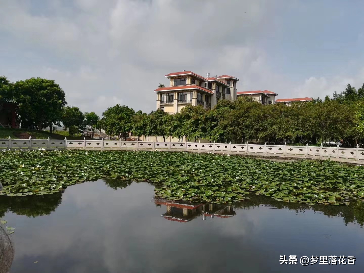 水上公园莲花开了吗,推荐一个好地方东湖公园