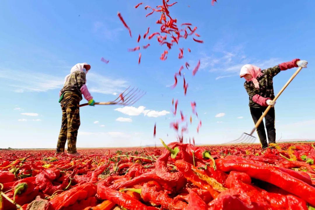 农业部门三抓三促专项行动简报,三抓三促农业生产