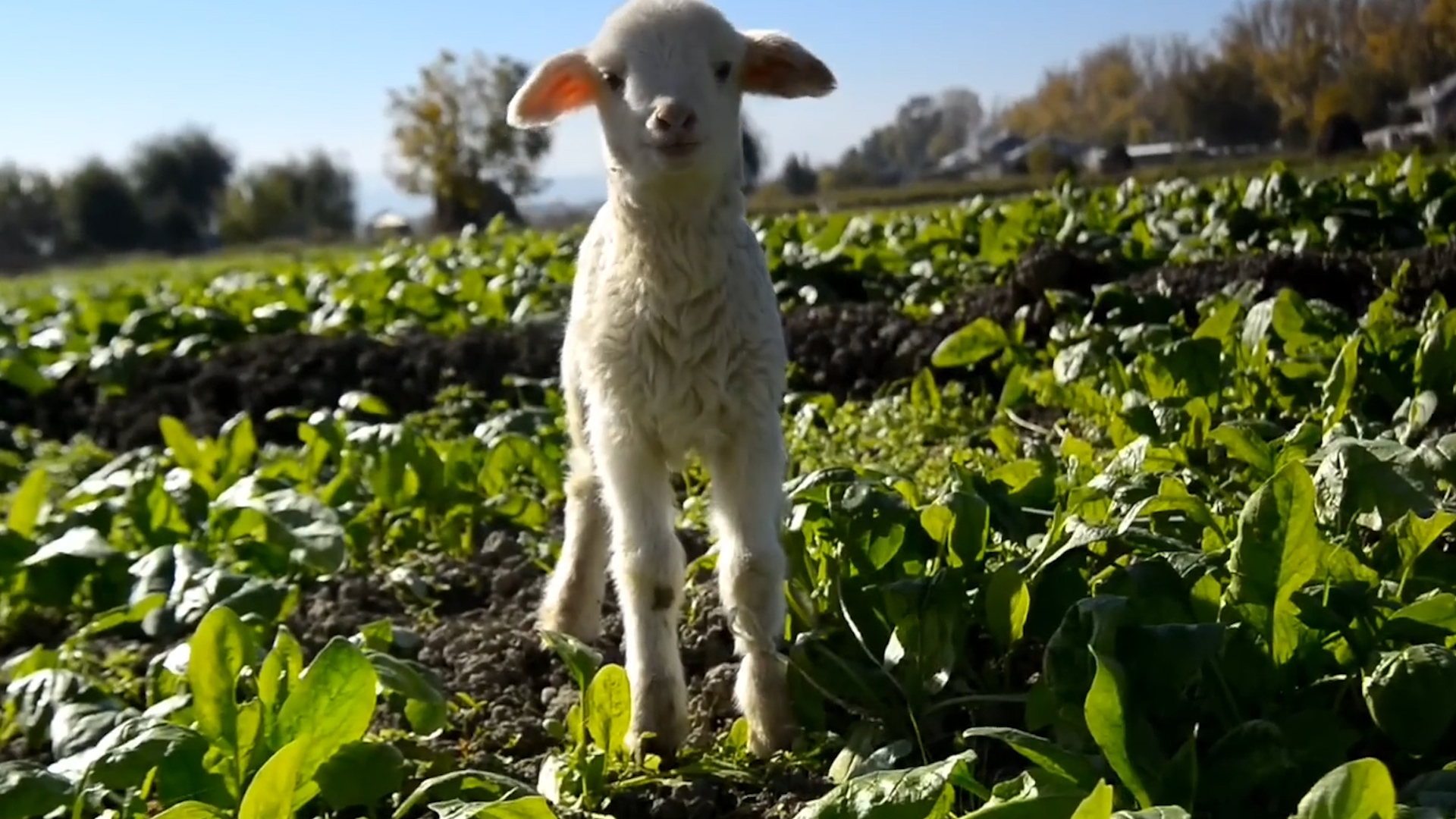 农村创业养殖什么好养成本低赚钱,年轻人怎么创业养殖什么最赚钱