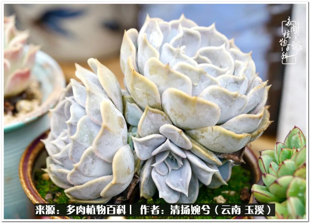 夏天好养颜值高的多肉,可爱的小多肉