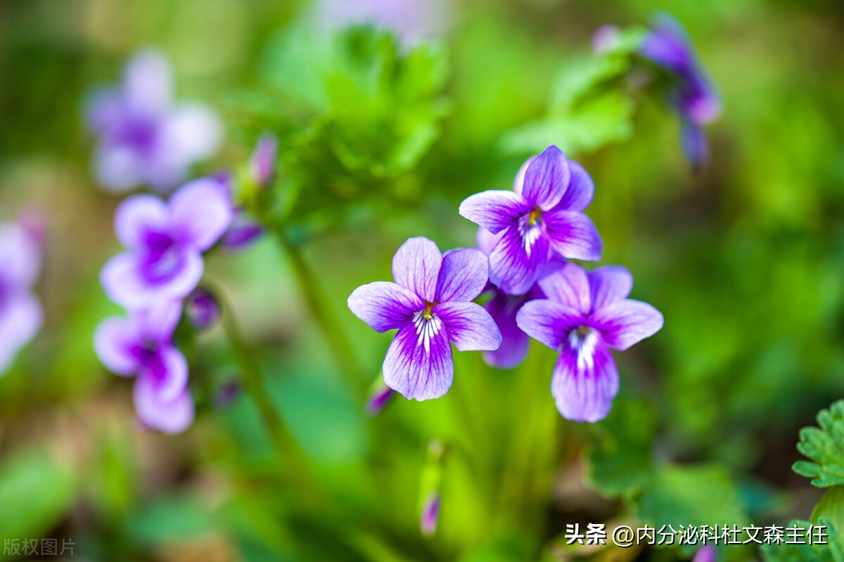 两味中药，摆脱乳腺结节囊肿！