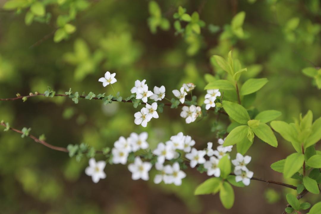 鐩哥害鍐滃ぇ,鐩歌仛浜戠鐩哥害鍐滃ぇ