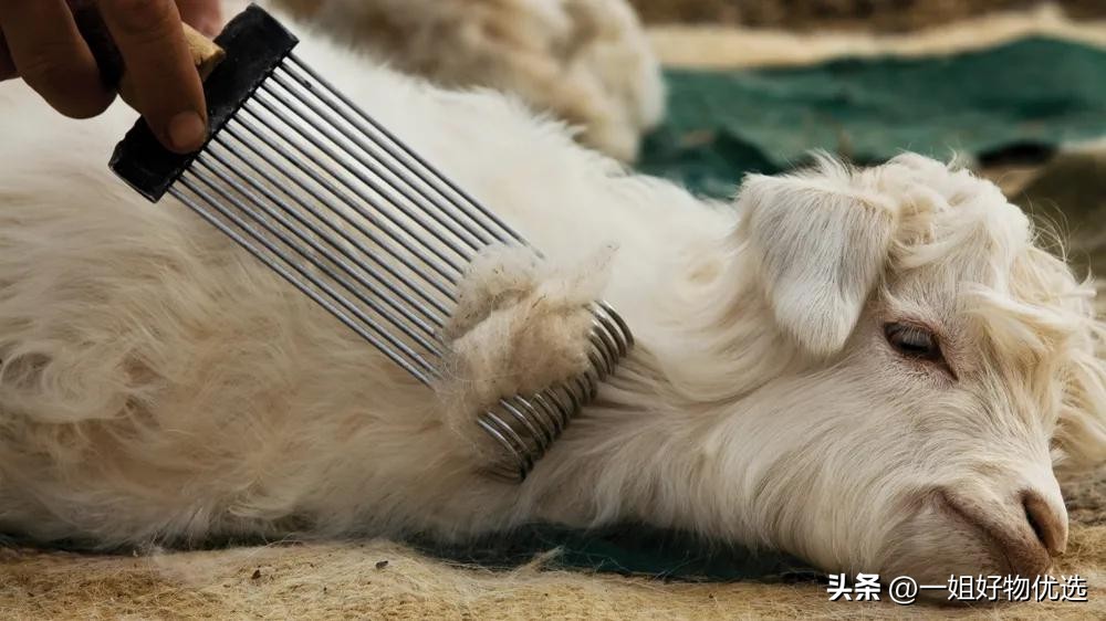 羊绒围巾品牌排名,羊绒围巾品牌排行榜前十名