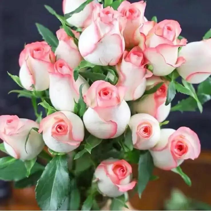 2023年02月27日星期一农历:癸卯年【兔年】二月初八八九第5天