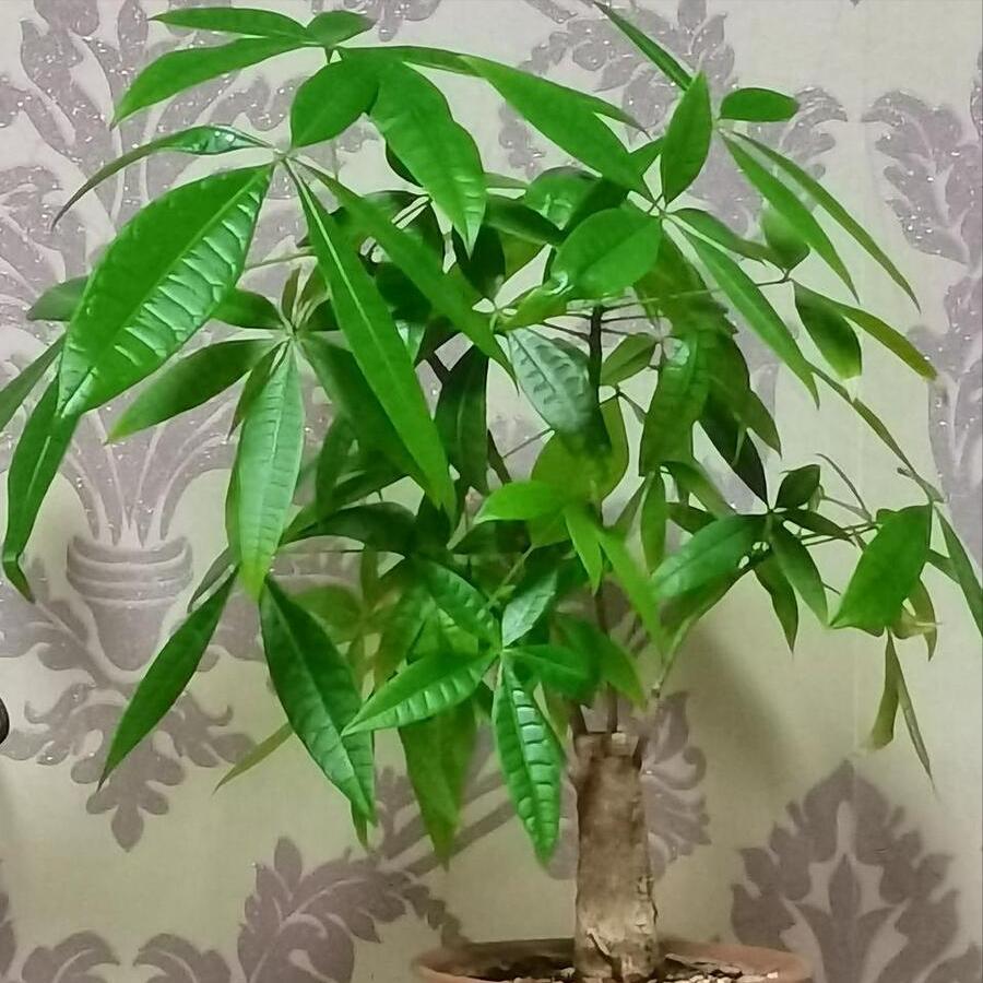 发财树有一点烂根了怎么急救,发财树树干腐烂变软怎么急救