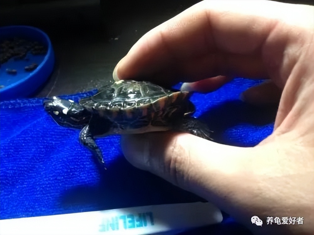 龟怎么分辨有没有翘甲,翘甲龟