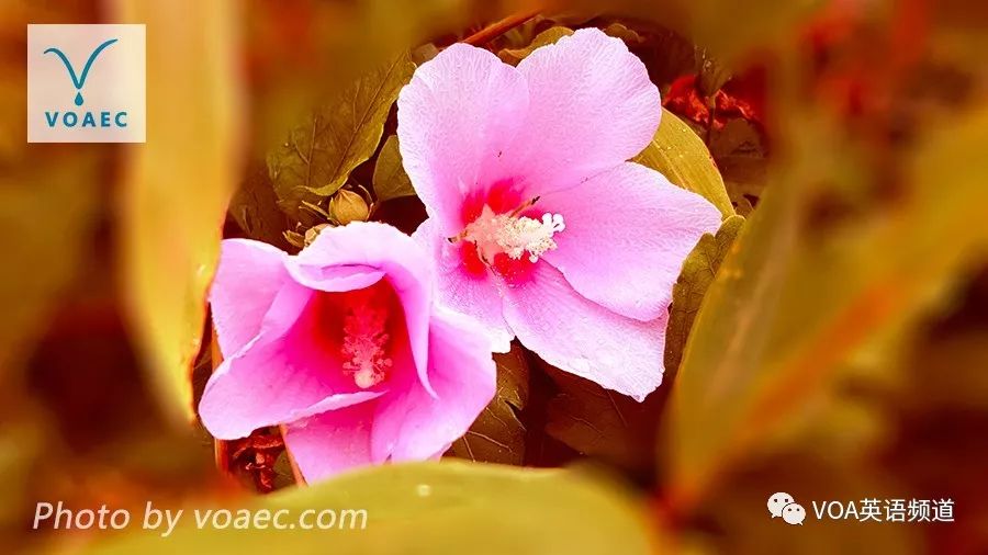 我英语不是很棒英语怎么说,我英语不是很好请见谅的英文