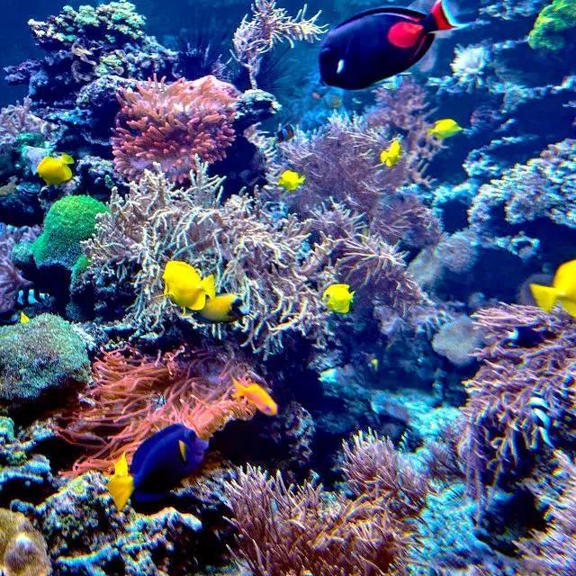 海底奇妙世界图片,海底世界的图片