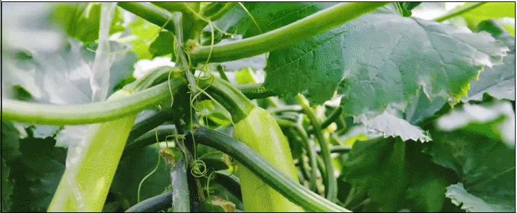 菜吧：80后女博士9年育出43个蔬菜新品种，占领高端市场，销海外