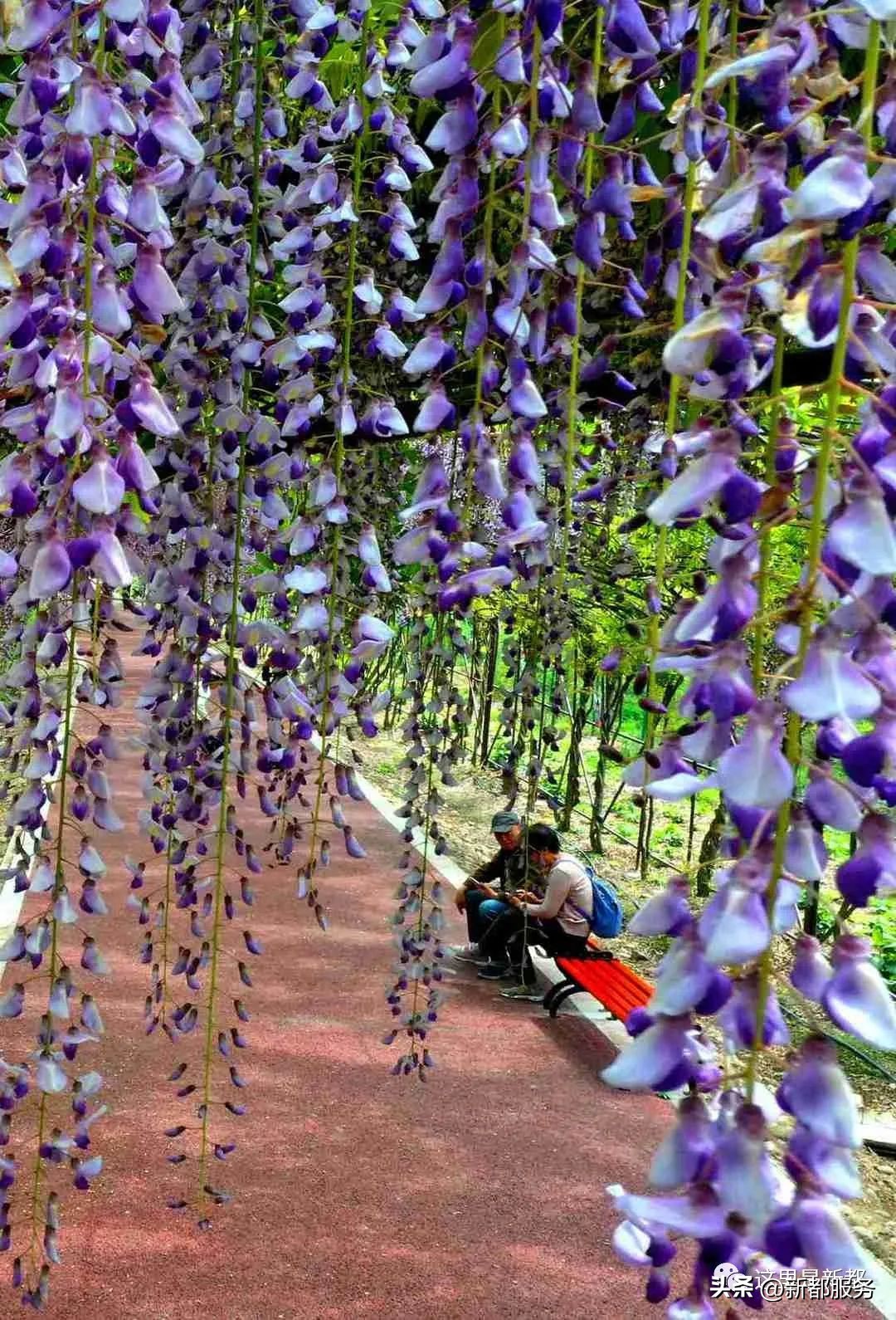 芳华微马公园好耍不,芳华微马公园有什么玩的
