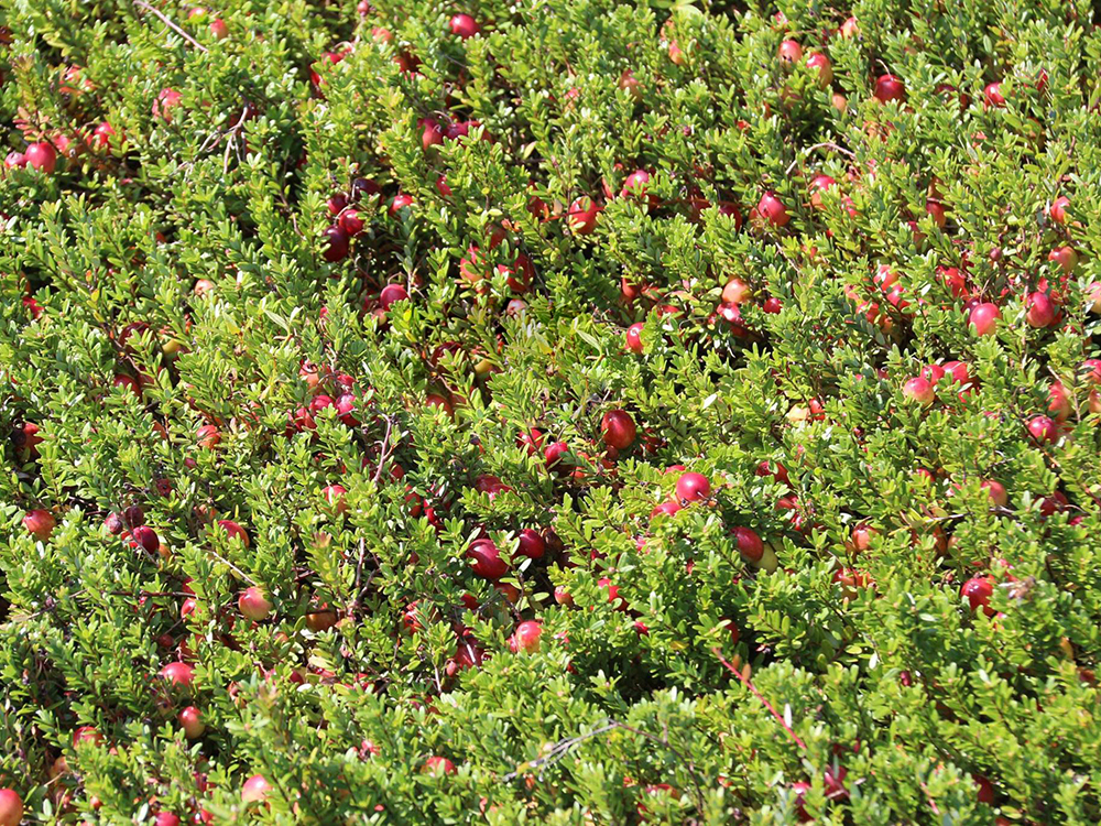 新鲜应季水果现摘现吃,新鲜采摘原生态水果要吃的快来哟