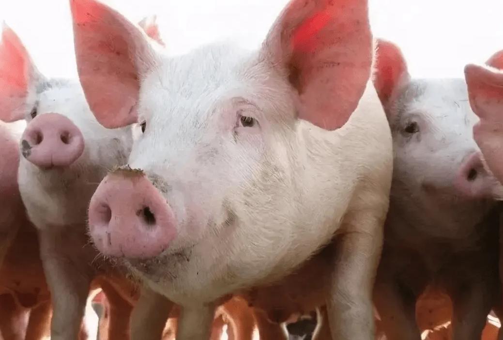 2023年养猪人的真实生活,农业农村部对于养猪有什么新政策