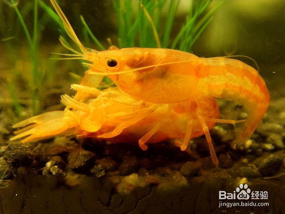 养宠物虾的基本知识和技巧,网球虾饲养注意事项