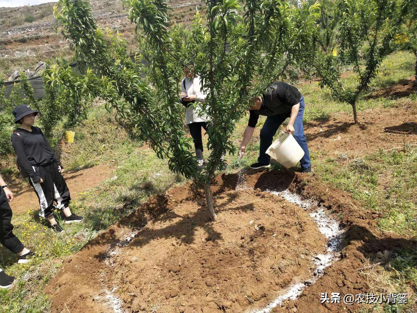 磷肥过量施用会怎样,磷元素缺乏有什么危害