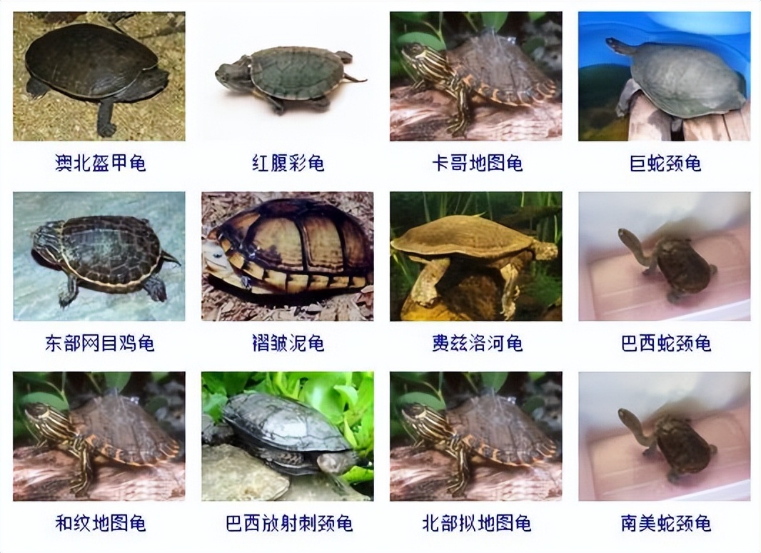 观赏龟品种大全及图片,观赏龟的种类和介绍大全