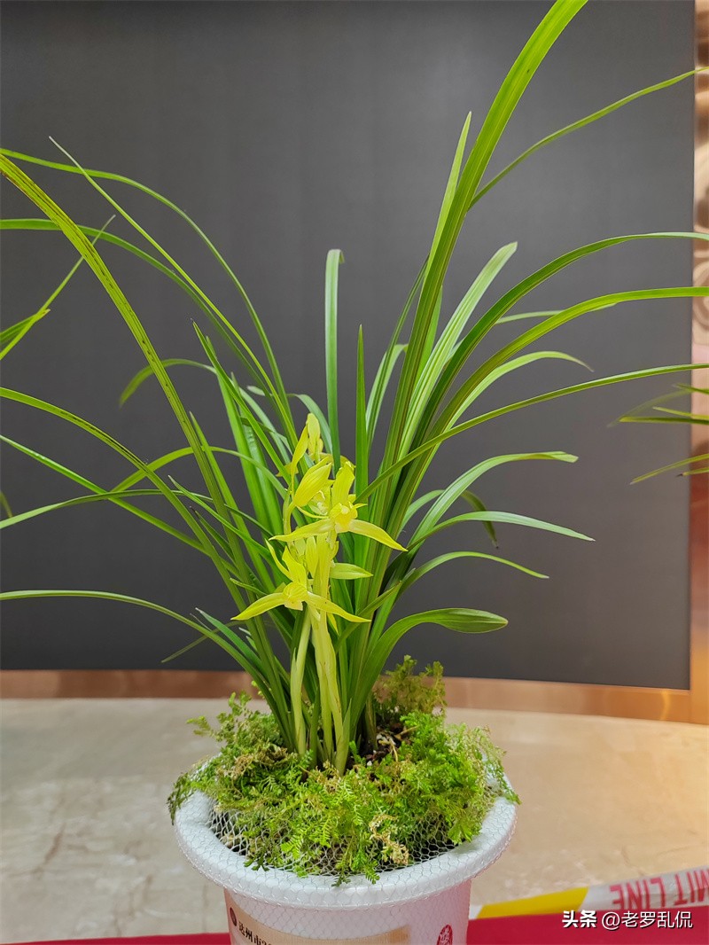 兰花齐放争奇斗艳太美了,众多兰花盛开