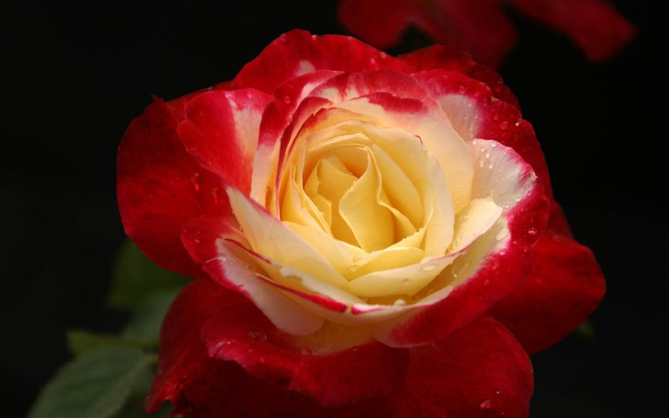 没有甜言蜜语却会用情至深的星座,越是喜欢一个人越没话说的星座