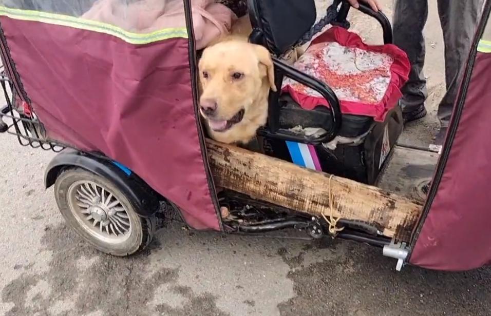 拉布拉多疑遭主人卖给狗贩子,拉布拉多成年犬易主