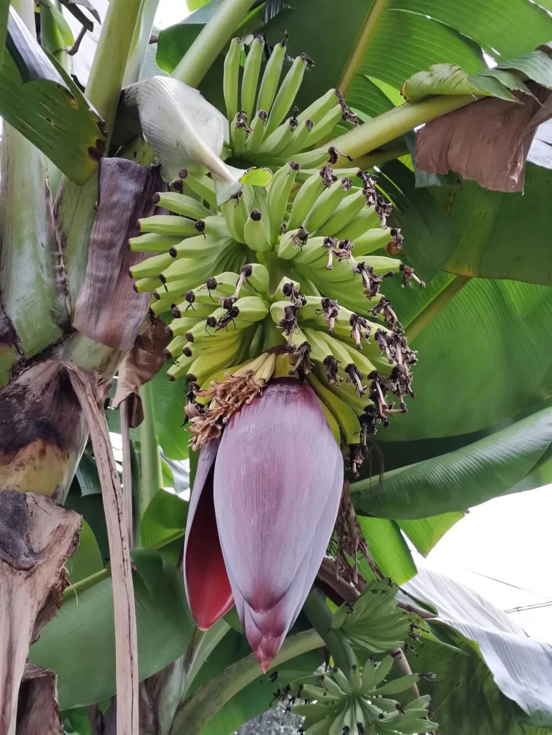 慢性前列腺炎中医治疗方剂,慢性前列腺炎中医治疗