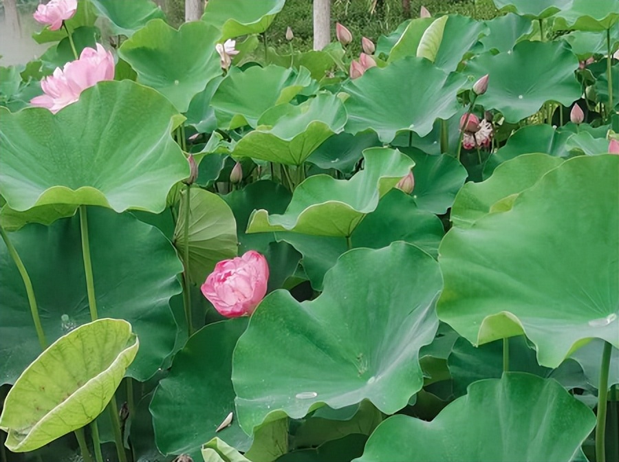 荷你有约环创,荷你有约完整视频