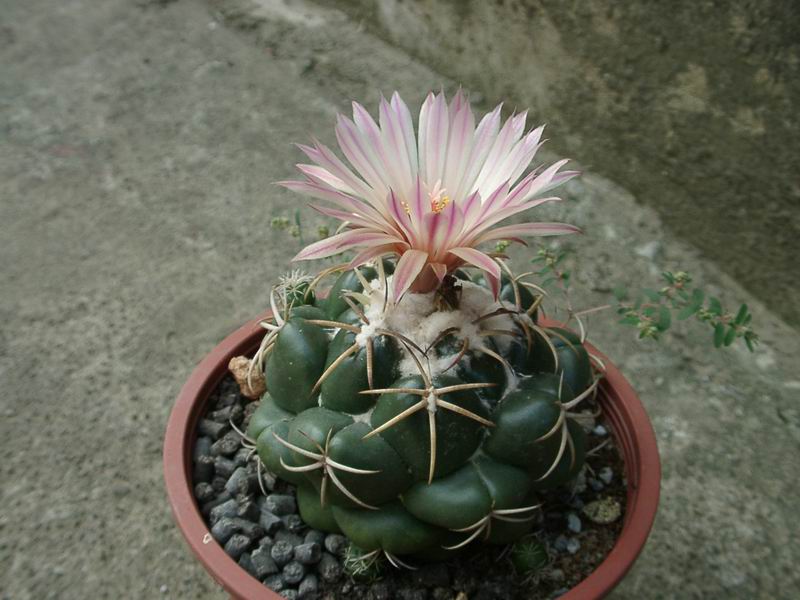 美丽/奇异花草欣赏系列——各种仙人球之象牙丸