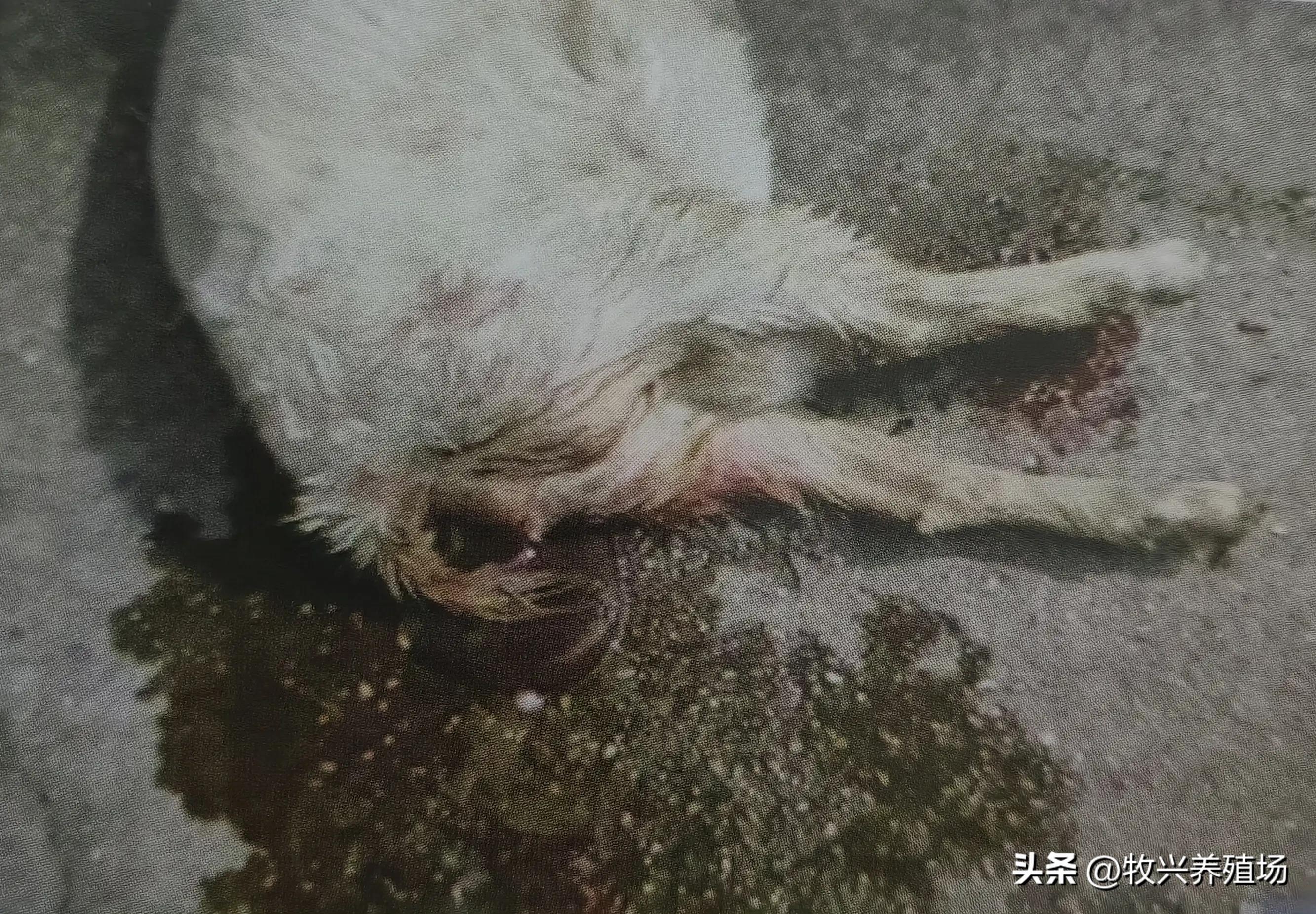 羊得这种传染病，孕羊不是流产就是死胎，养羊人十有八九会被传染