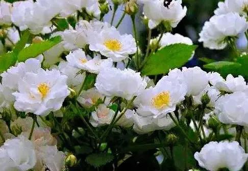 花开到荼蘼的诗句,花开荼蘼花事了诗句