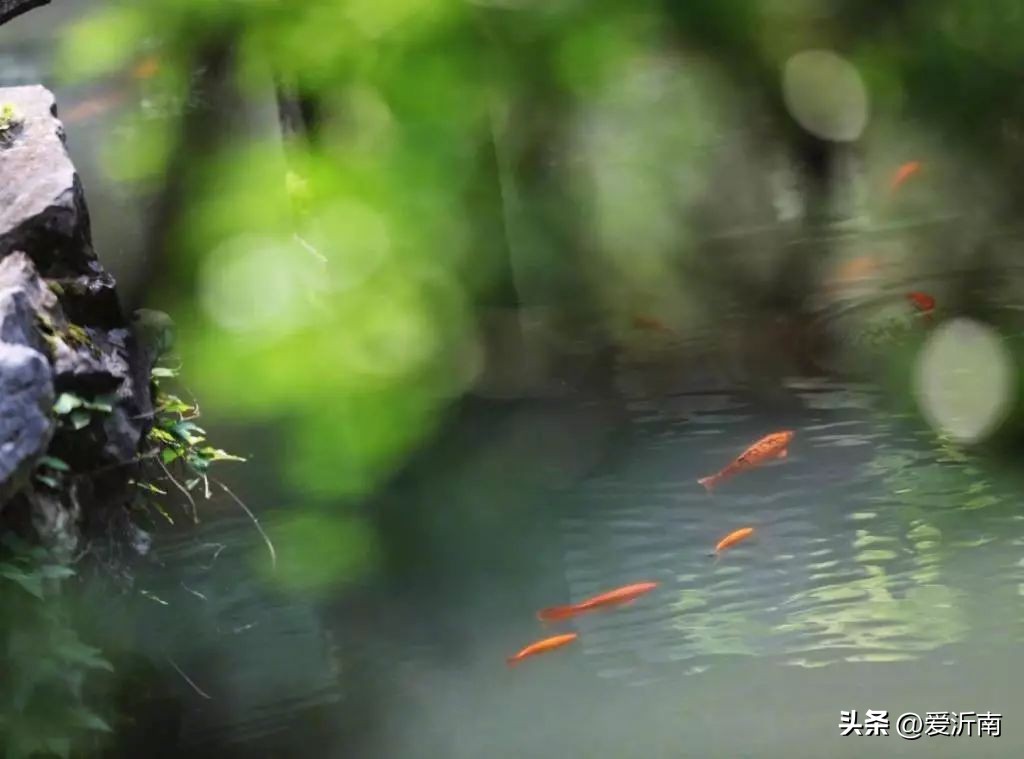 100句绝美春日诗词温柔又浪漫,微雨过小荷翻榴花开欲然