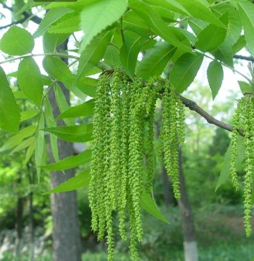 碧根果什么树的果实,开心果碧根果是什么树的果实