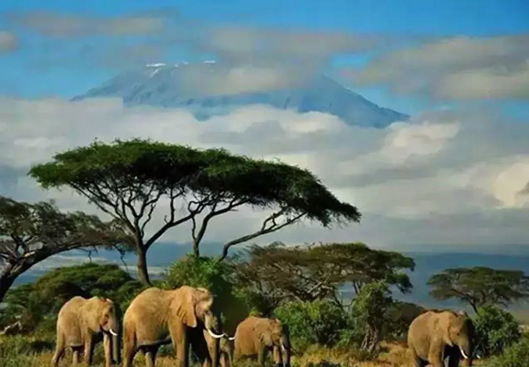 稳如磐石，非洲密林木中瑰宝“非洲柚木”——纽墩豆