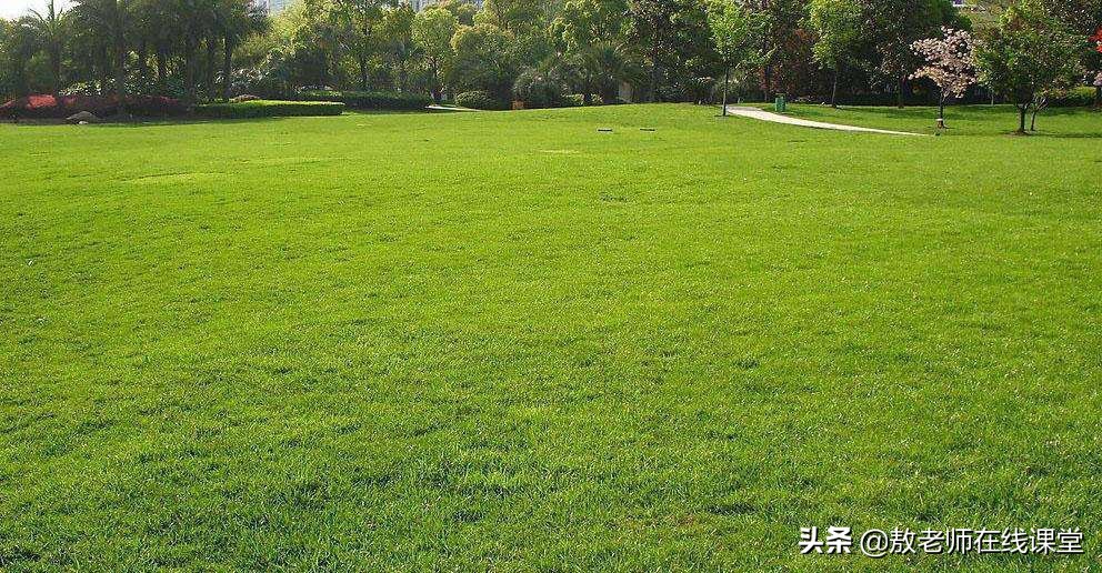 果岭草景观,园林景观设计树木知识大全