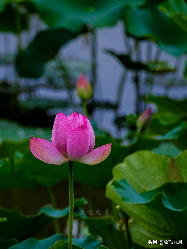 北京上庄雨中荷花，白鹭麻鸭水中捉鱼嬉戏，门票免费