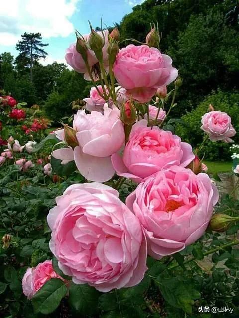 分享玫瑰花的图片,最美的玫瑰花送给最漂亮的你图片