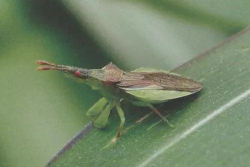 螳螂吃掉自己丈夫的头,螳螂为什么吃掉配偶螳螂吃蛇