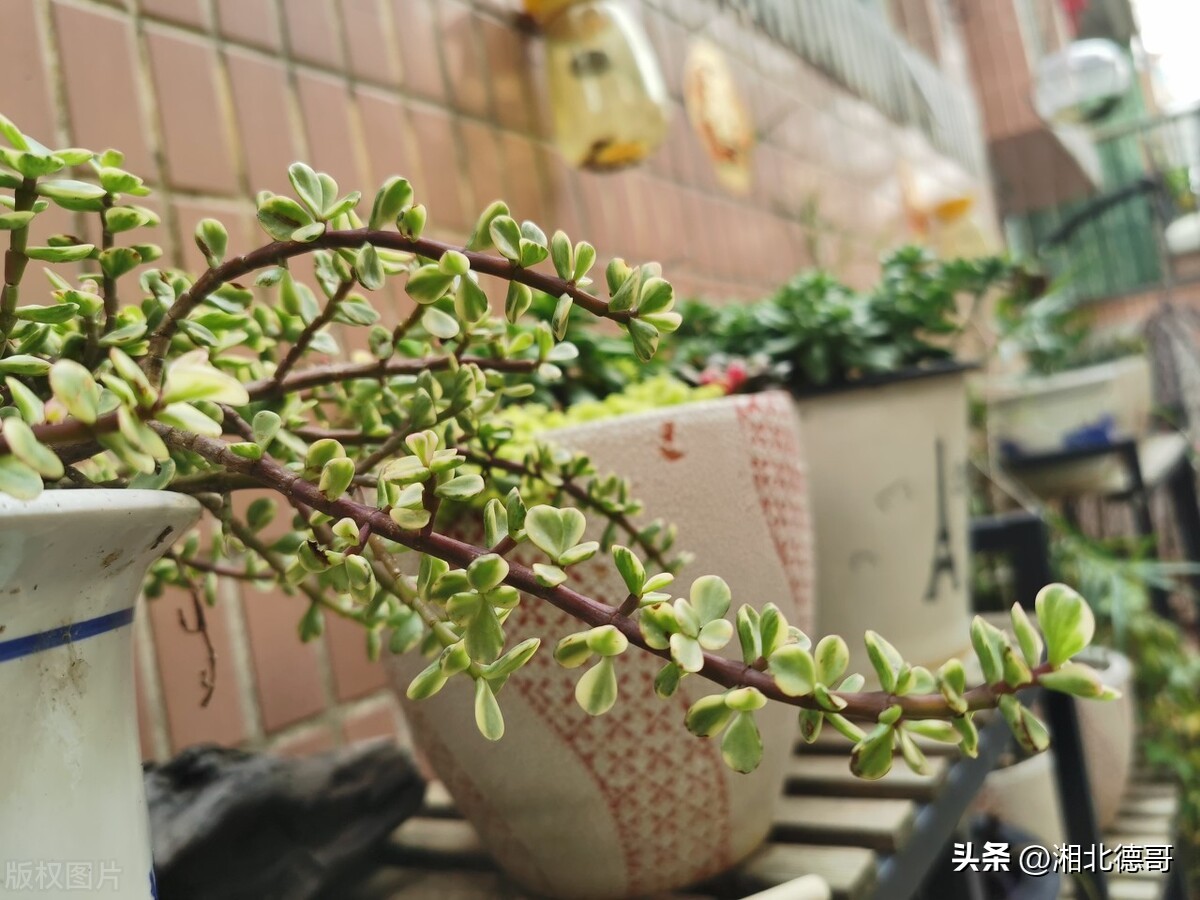 德智体美劳“五育并举”——我校开展劳动教育课程活动