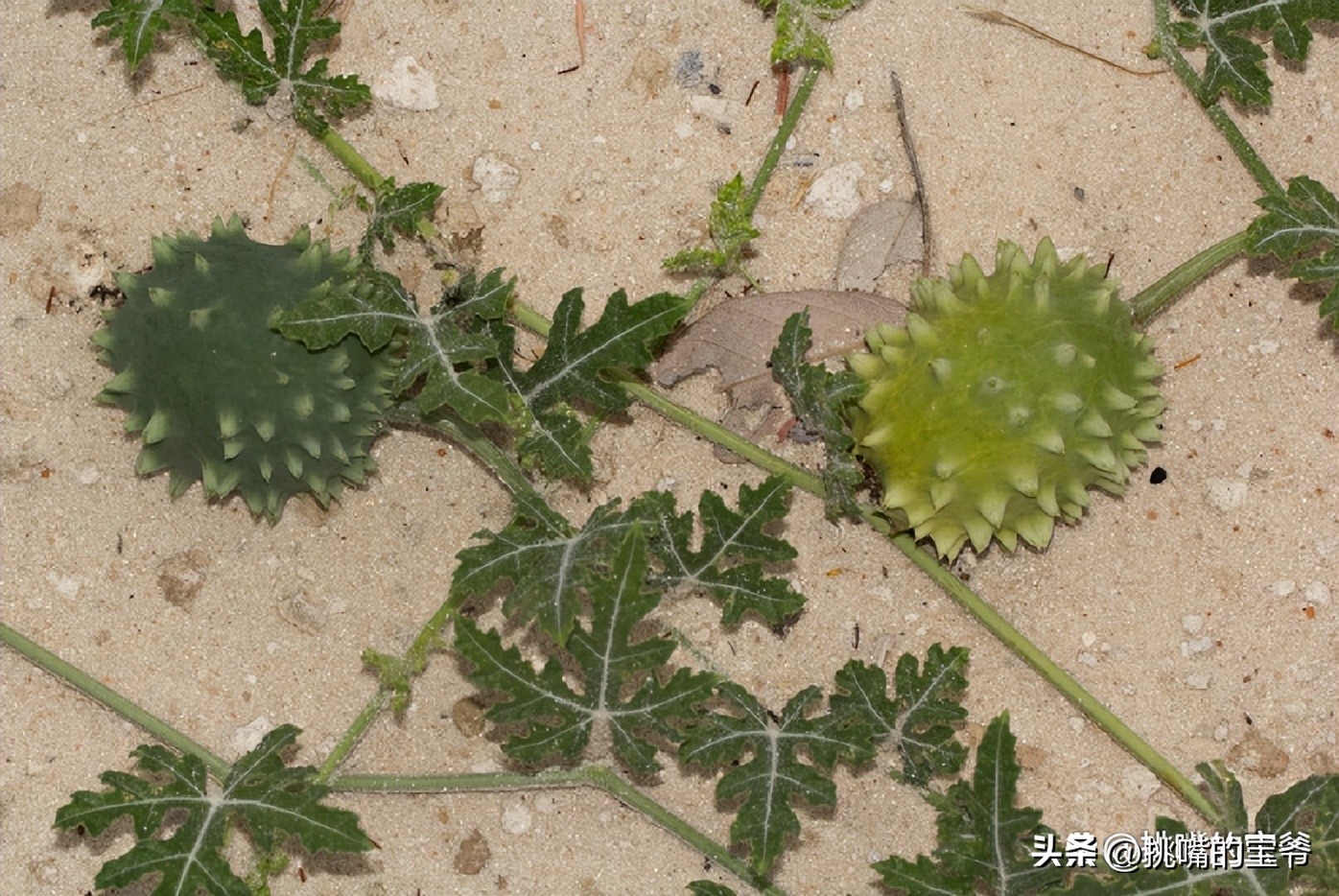 一身带刺长得像刺猬一样的西瓜，非洲沙漠中的水果——大羚羊瓜
