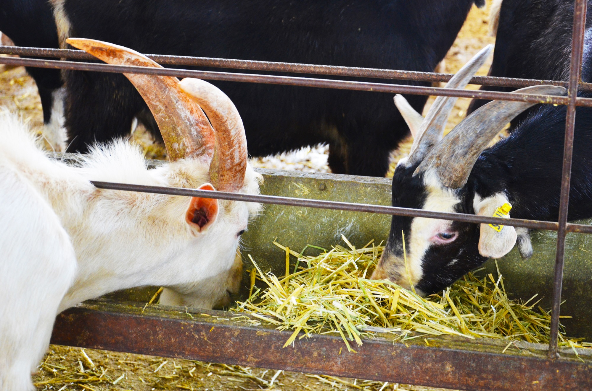 雅泰朵恩羊奶粉好不好,雅泰朵恩羊奶粉靠谱吗