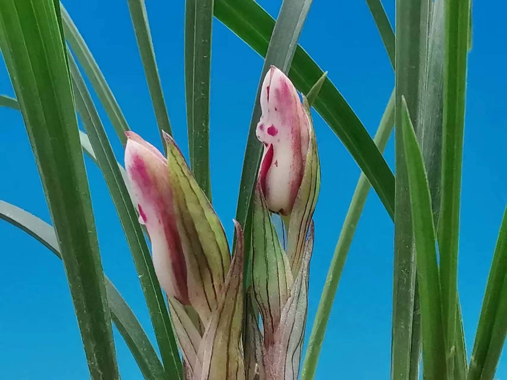 欣赏牡丹花开视频,牡丹各品种的花芽