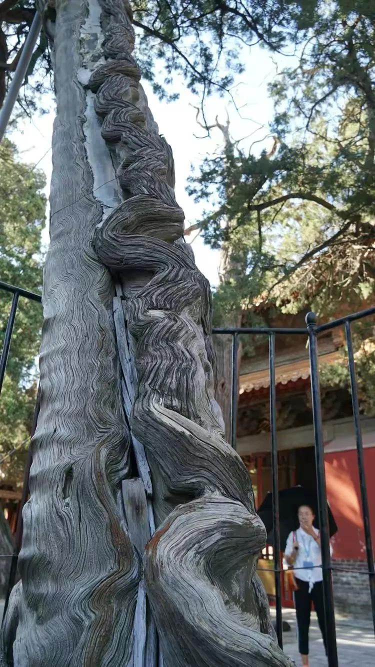 曲阜三孔纪行（作者：刘长玉）